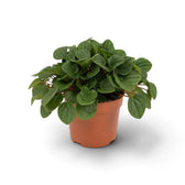 Peperomia ‘Rana Verde’ forming a low mound of broad glossy fresh-green leaves in a nursery pot.