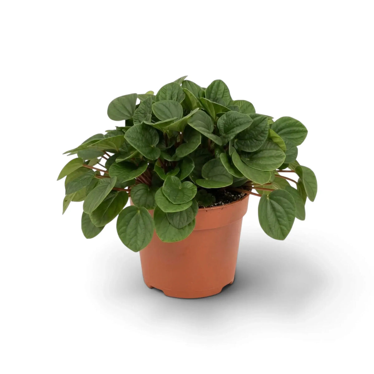 Peperomia ‘Rana Verde’ forming a low mound of broad glossy fresh-green leaves in a nursery pot.