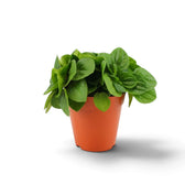 Peperomia ‘Rana Verde’ forming a low mound of broad glossy fresh-green leaves in a nursery pot.