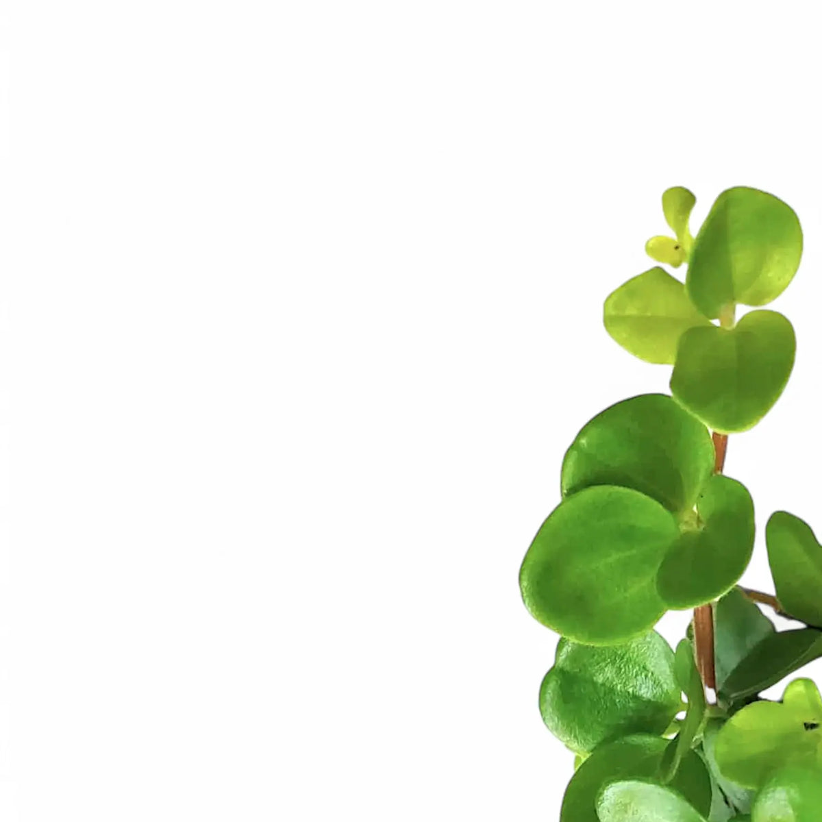 jade peperomia plant Peperomia rotundifolia