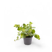 Peperomia rotundifolia Zimmerpflanze im Anzuchttopf vor weißem Hintergrund, Produktfoto 2.