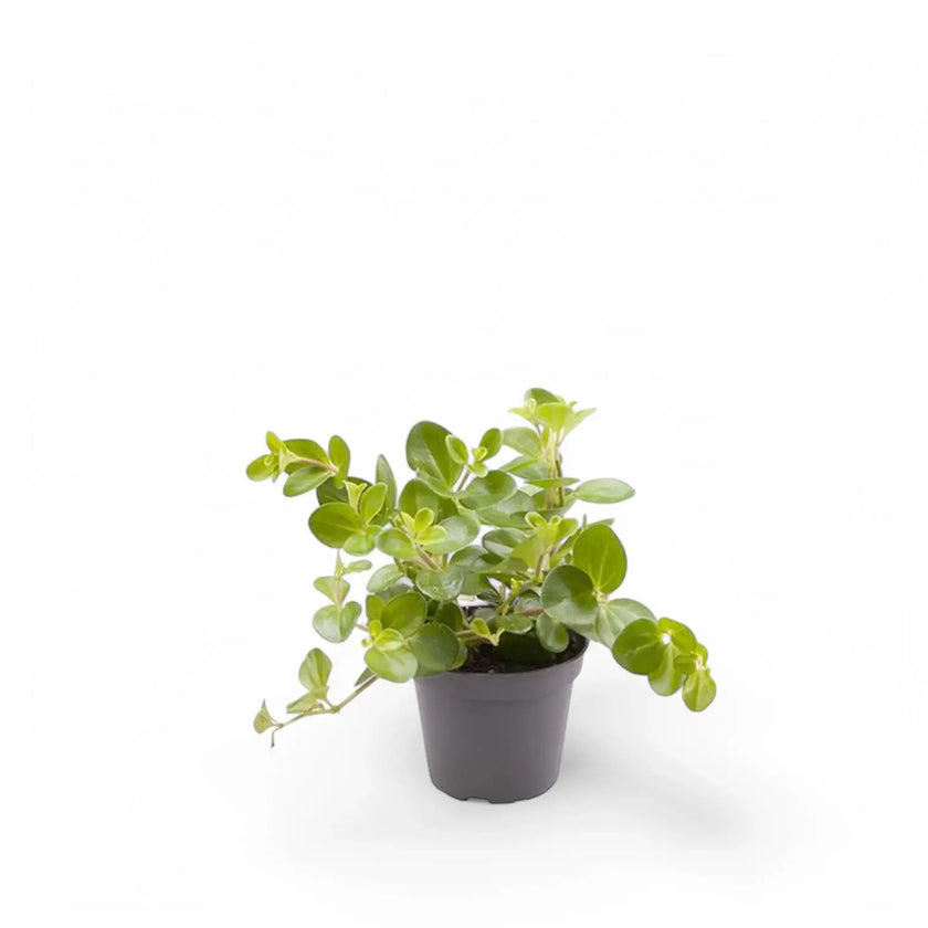 Peperomia rotundifolia Zimmerpflanze im Anzuchttopf vor weißem Hintergrund, Produktfoto 2.