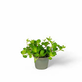 Peperomia rotundifolia – Zimmerpflanze im Kulturtopf auf weißem Hintergrund, Produktfoto 4.