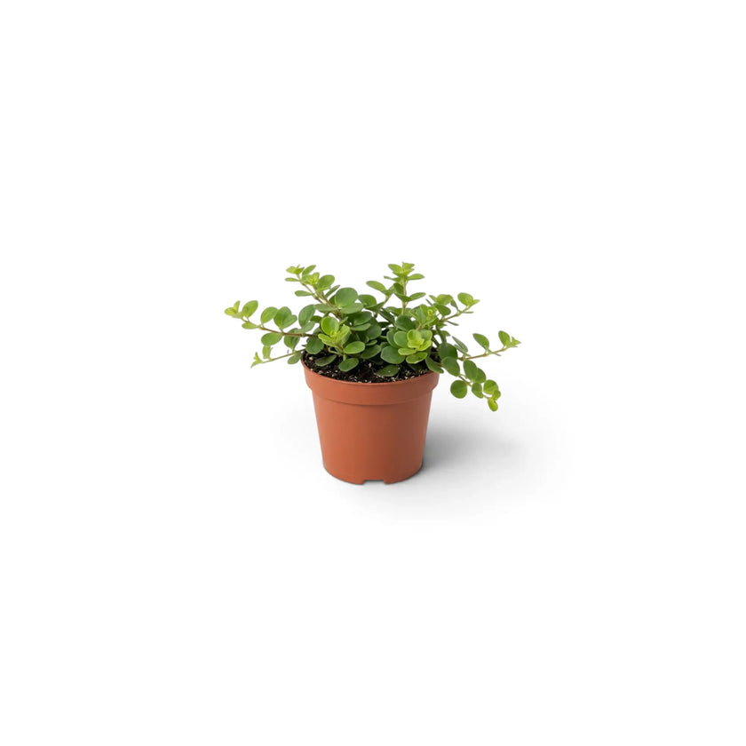 Junge Peperomia rotundifolia mit einem kompakten Polster aus kleinen rundlichen grünen Blättern