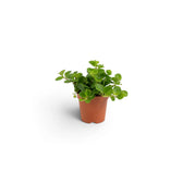 Baby Peperomia rotundifolia with branching shoots beginning to trail from the pot