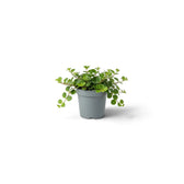 Baby Peperomia rotundifolia with dense round foliage on fine trailing stems