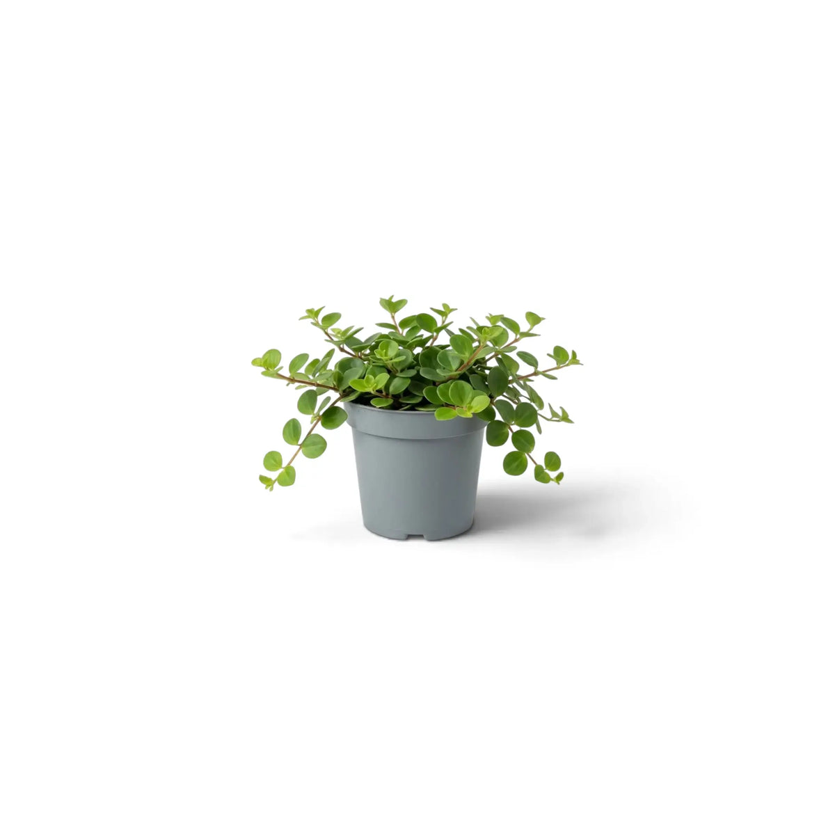 Baby Peperomia rotundifolia with dense round foliage on fine trailing stems
