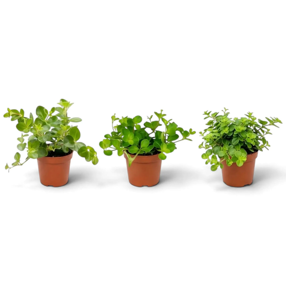 Baby Peperomia rotundifolia with small green leaves closely spaced along fine stems