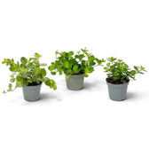 Baby Peperomia rotundifolia with rounded green leaves on fine trailing stems