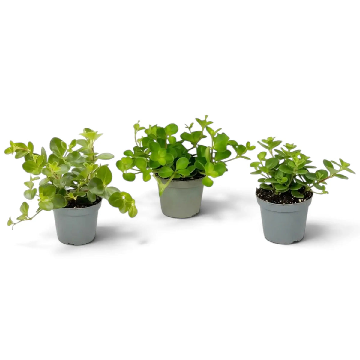 Baby Peperomia rotundifolia with rounded green leaves on fine trailing stems