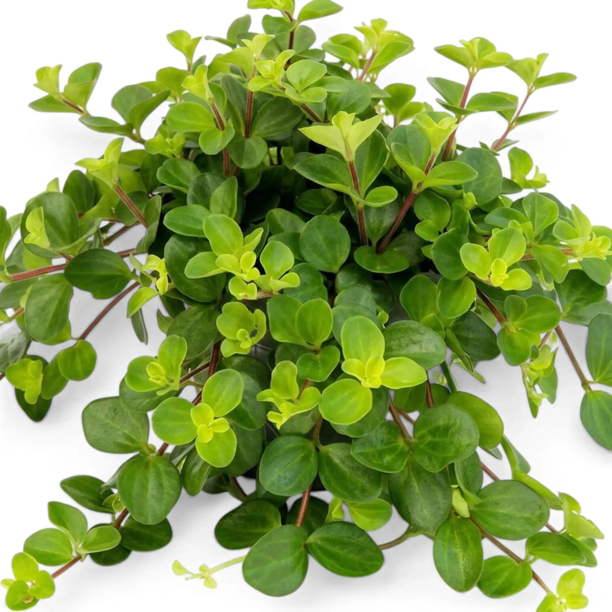 Peperomia rotundifolia foliage close-up with small round green leaves along fine stems