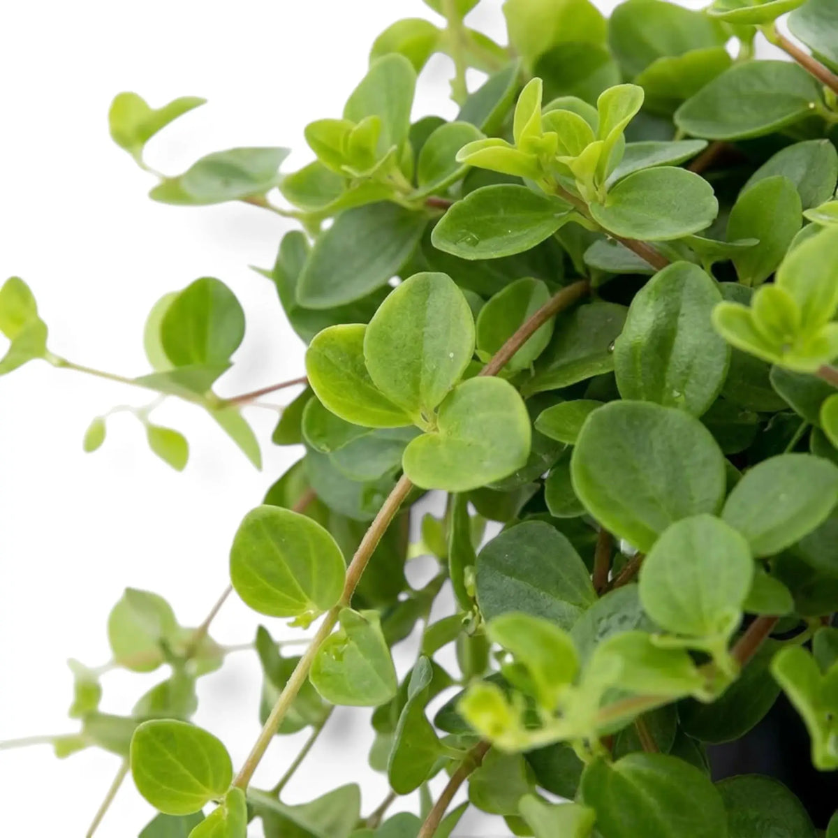 Peperomia rotundifolia close-up showing overlapping rounded leaves on branching shoots