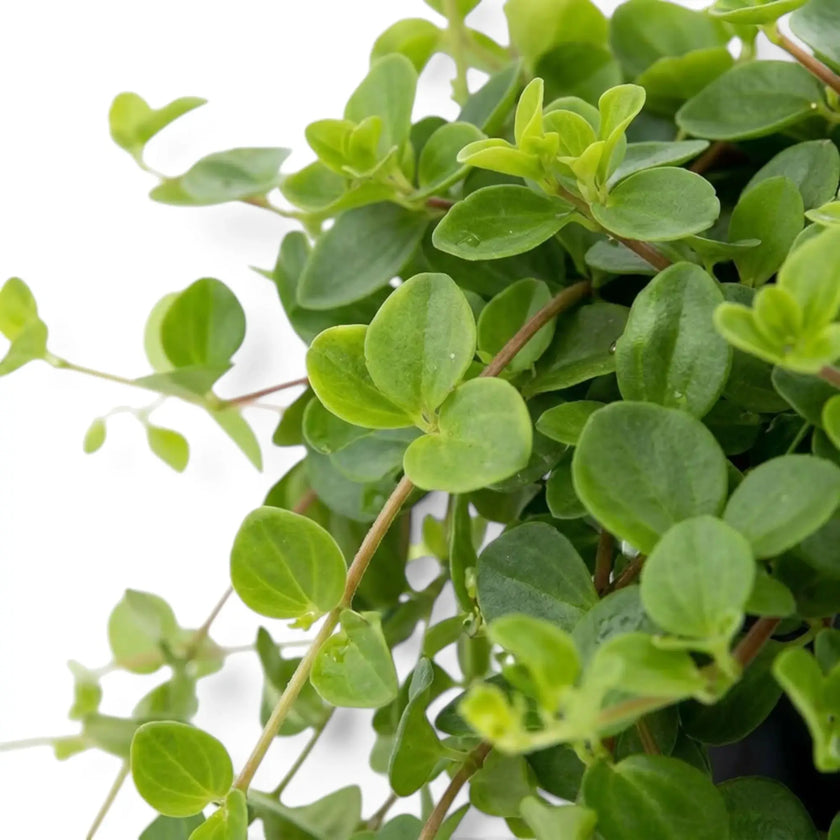Nahaufnahme von Peperomia rotundifolia mit überlappenden rundlichen Blättern an verzweigten Trieben