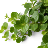 Peperomia rotundifolia foliage detail showing small green leaves and fine trailing stems