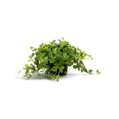 Small Peperomia rotundifolia with fine stems spreading beneath rounded green foliage