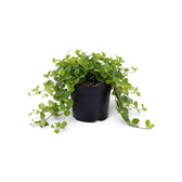 Small Peperomia rotundifolia with a compact green mat and longer trailing stems