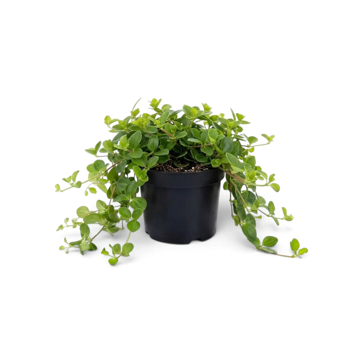 Small Peperomia rotundifolia with a compact green mat and longer trailing stems
