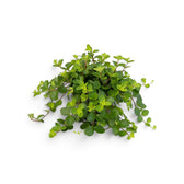 Small Peperomia rotundifolia with branching stems covered in nearly round green leaves