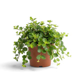 Small Peperomia rotundifolia with dense rounded foliage on fine cascading shoots
