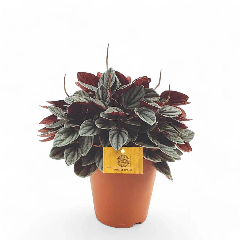 Peperomia 'Sunrise' potted plant in nursery pot on white background.