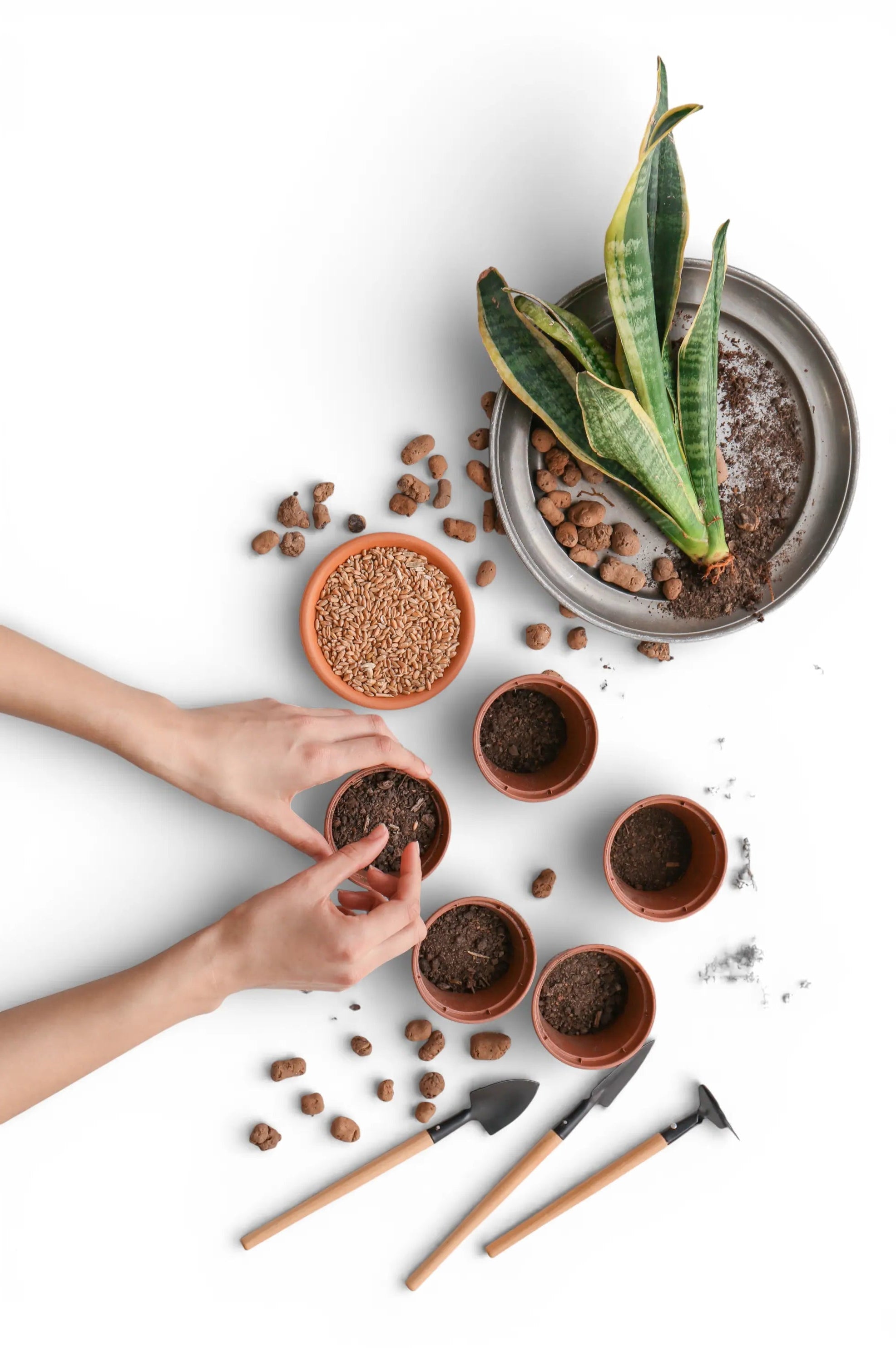 Person sät Samen in kleine Töpfe; dazu Gartengeräte und Bogenhanf vor weißem Hintergrund – Pflanzenpflege