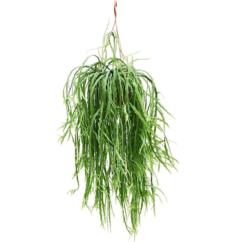 Pfeiffera asuntapatensis potted plant in nursery pot on white background.