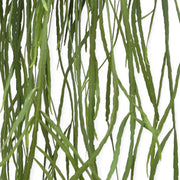 Pfeiffera boliviana close-up of leaf on white background.