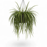 Pfeiffera boliviana potted plant in nursery pot on white background.