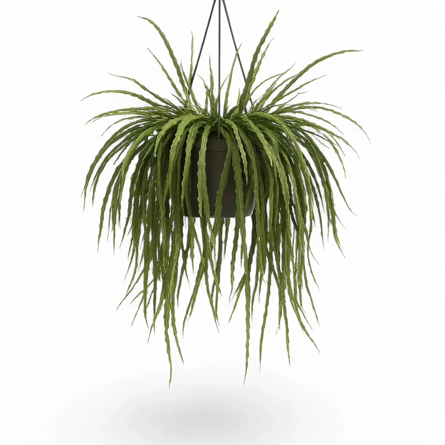 Pfeiffera boliviana potted plant in nursery pot on white background.