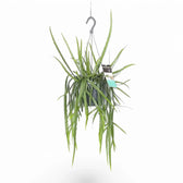 Pfeiffera boliviana potted plant in nursery pot on white background.