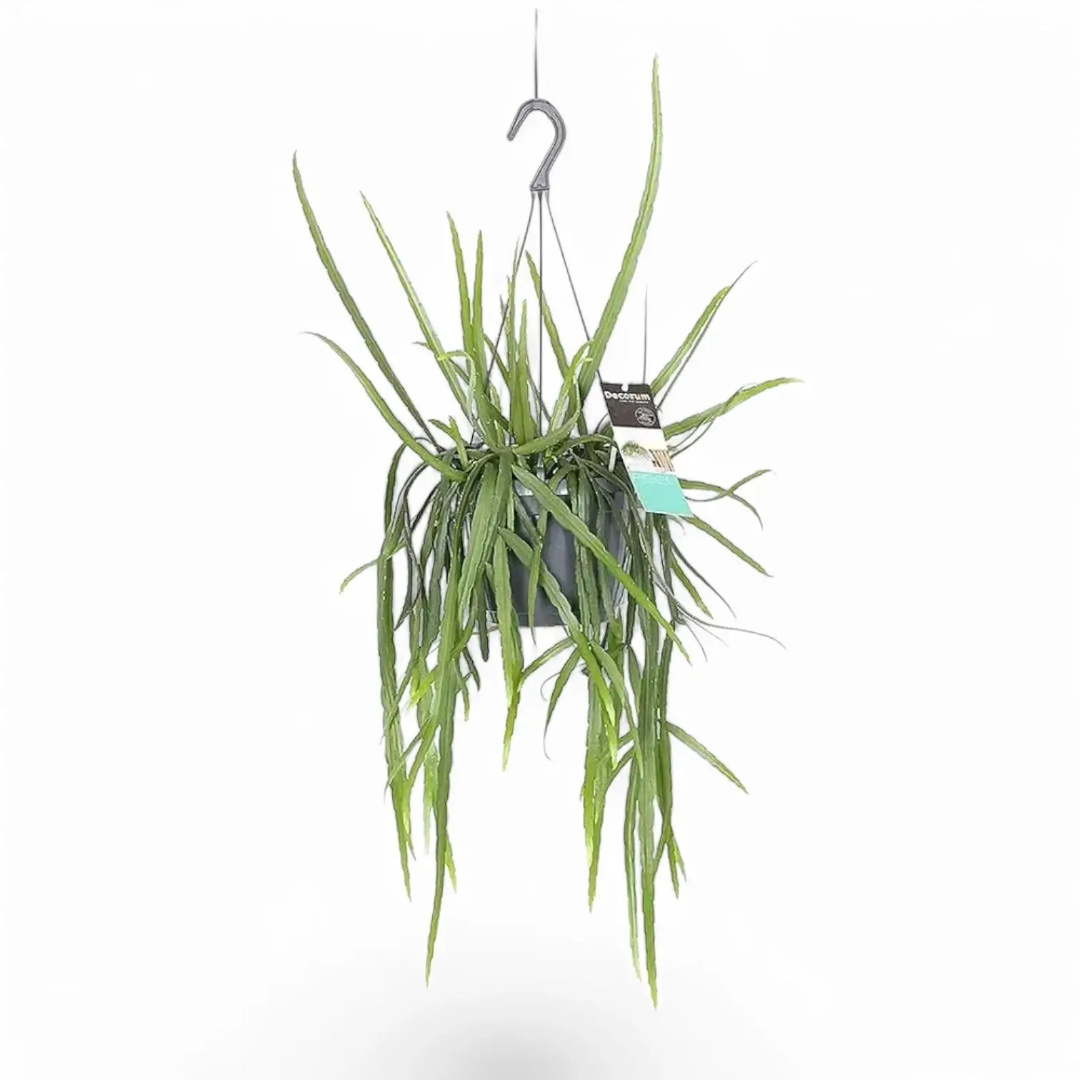 Pfeiffera boliviana potted plant in nursery pot on white background.