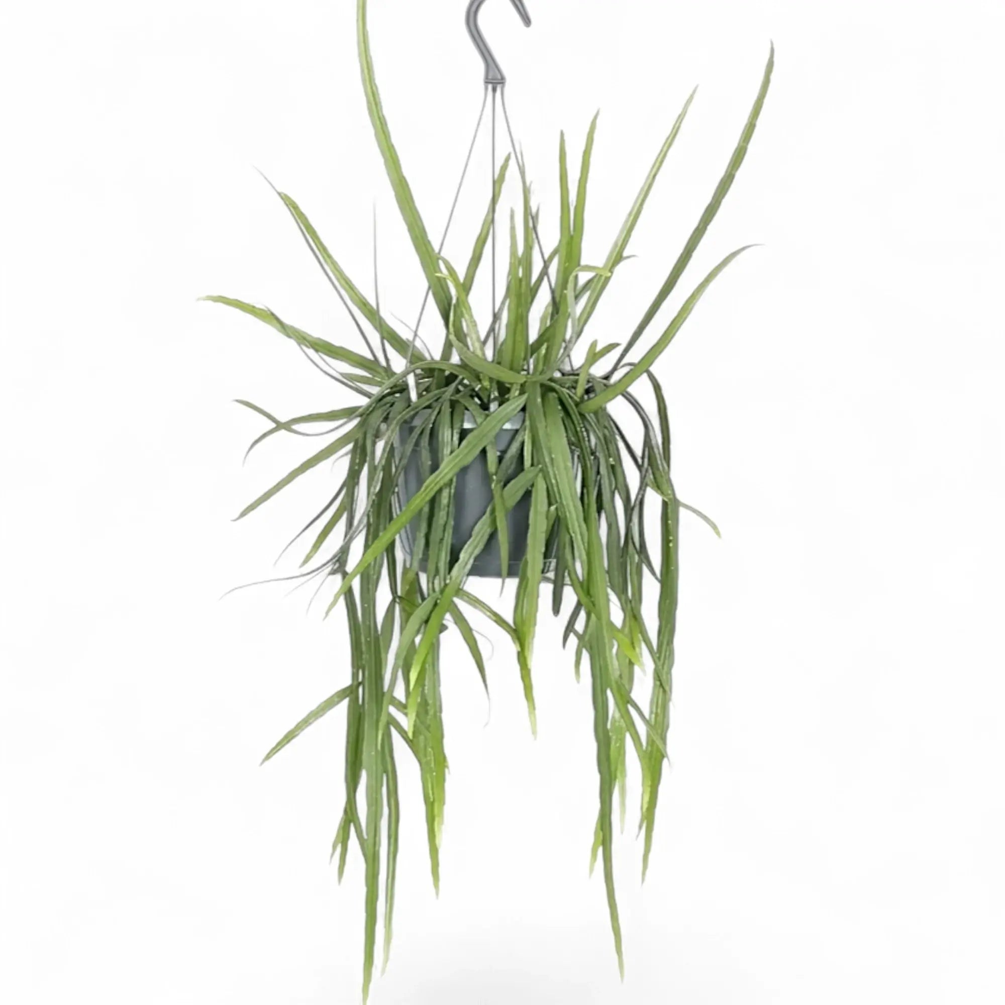 Pfeiffera boliviana mit herabhängenden Trieben