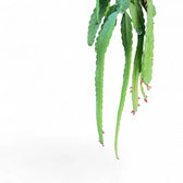 Pfeiffera monacantha close-up of leaf on white background.