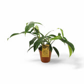 Philodendron 69686 potted plant in nursery pot on white background.