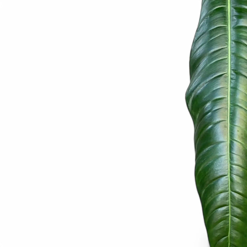 Philodendron acutifolium close-up of leaf on white background.