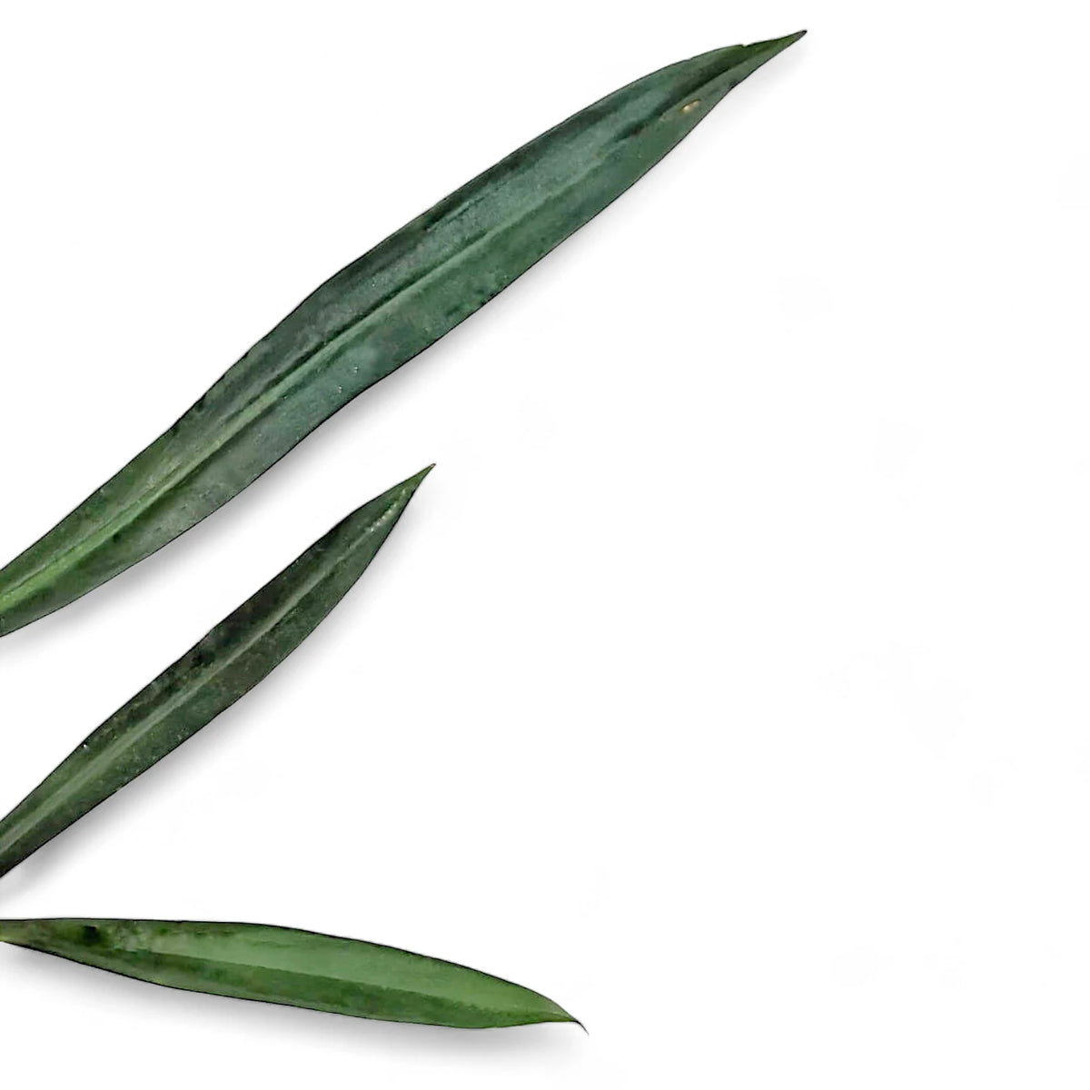 philodendron alternans for sale Philodendron alternans – Graceful Leaves with Bold Veins