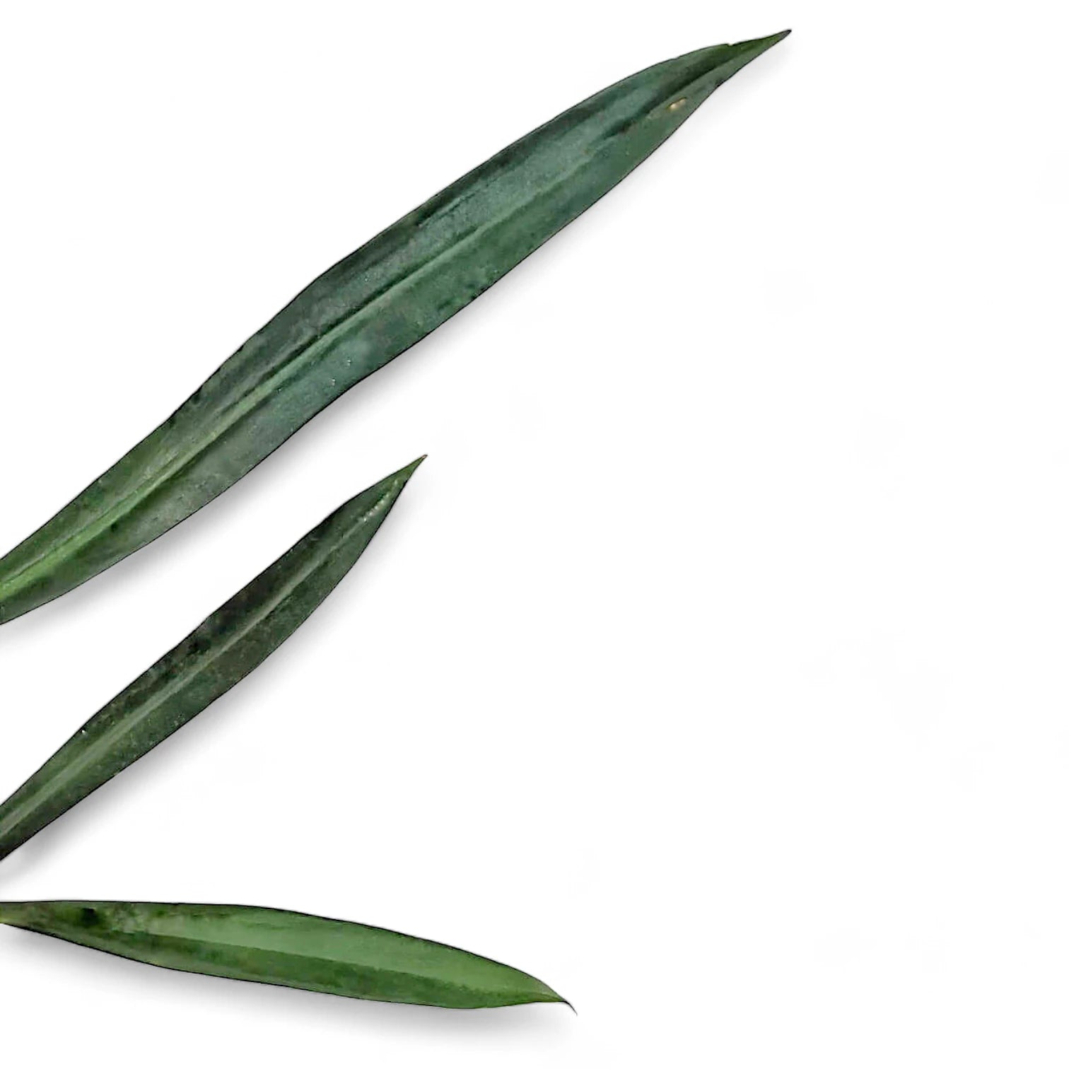 Philodendron alternans – Blattdetail vor weißem Hintergrund..