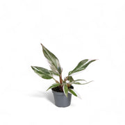 Philodendron 'Anderson's red' potted plant in nursery pot on white background.
