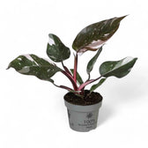 philodendron anderson Philodendron Red Anderson Variegata – Foliage Factory