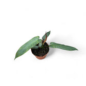 Philodendron atabapoense potted plant in nursery pot on white background.