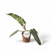 Philodendron atabapoense potted plant in nursery pot on white background.