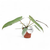 Philodendron atabapoense potted plant in nursery pot on white background.