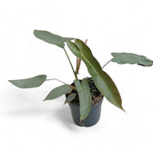 Philodendron atabapoense potted plant in nursery pot on white background.
