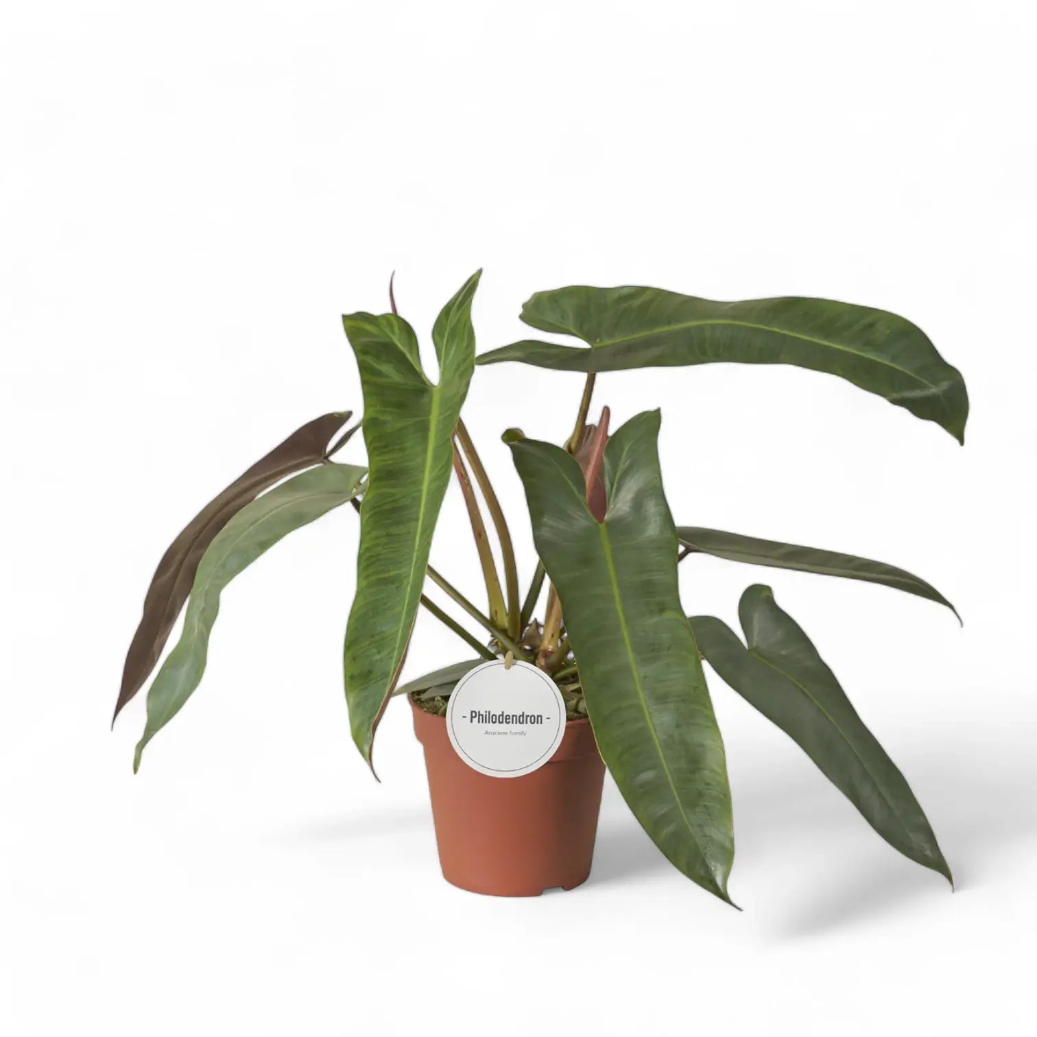 Philodendron atabapoense potted plant in nursery pot on white background.