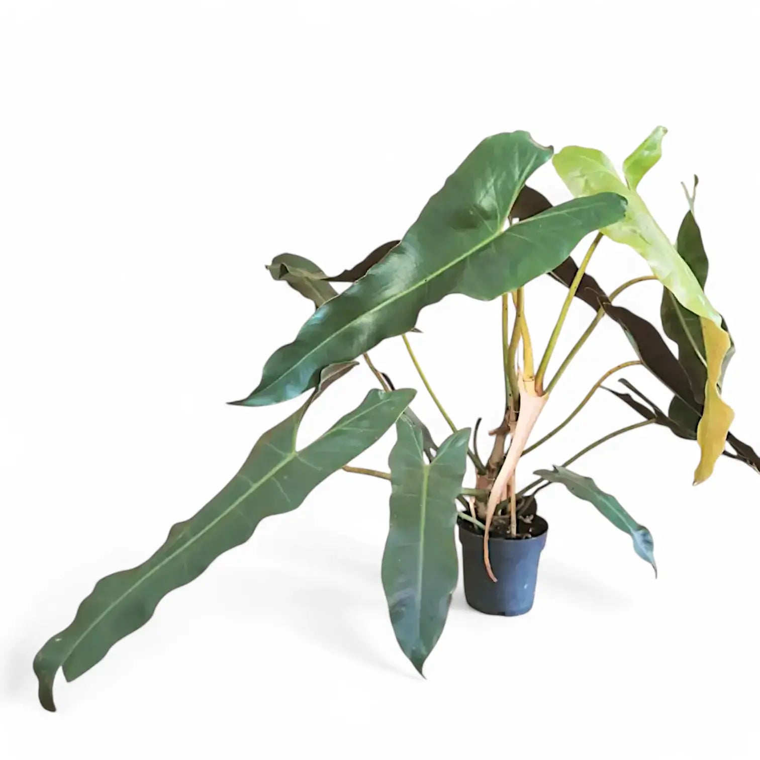 Philodendron atabapoense potted plant in nursery pot on white background.