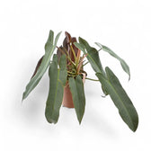 Philodendron atabapoense potted plant in nursery pot on white background.