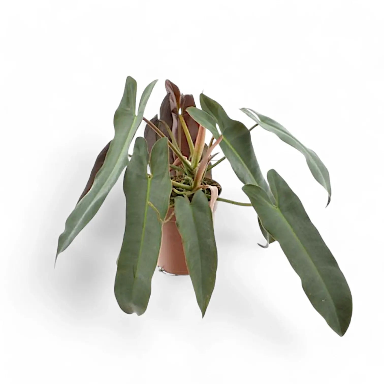 Philodendron atabapoense potted plant in nursery pot on white background.