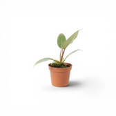 Philodendron atabapoense als Baby-Pflanze im Kulturtopf.