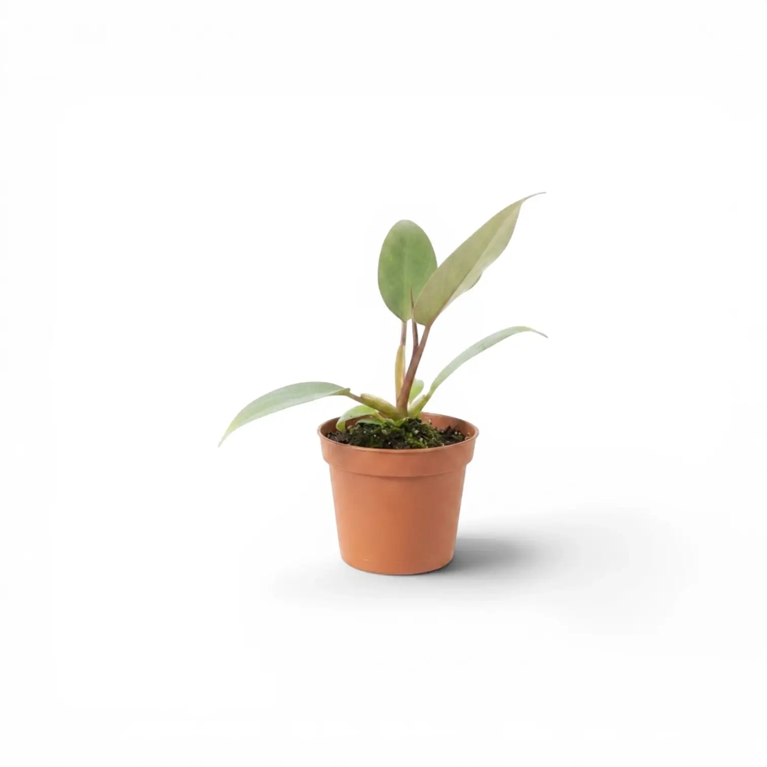 Philodendron atabapoense als Baby-Pflanze im Kulturtopf.