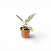 Philodendron atabapoense als Baby-Pflanze im Kulturtopf.